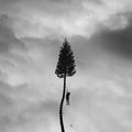 Manchester Orchestra - A Black Mile To The Surface [ VINYL LP ]