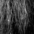 Eraldo Bernocchi  / Cavalera,Iggor / Merzbow - Nocturnal Rainforest [ VINYL LP ]