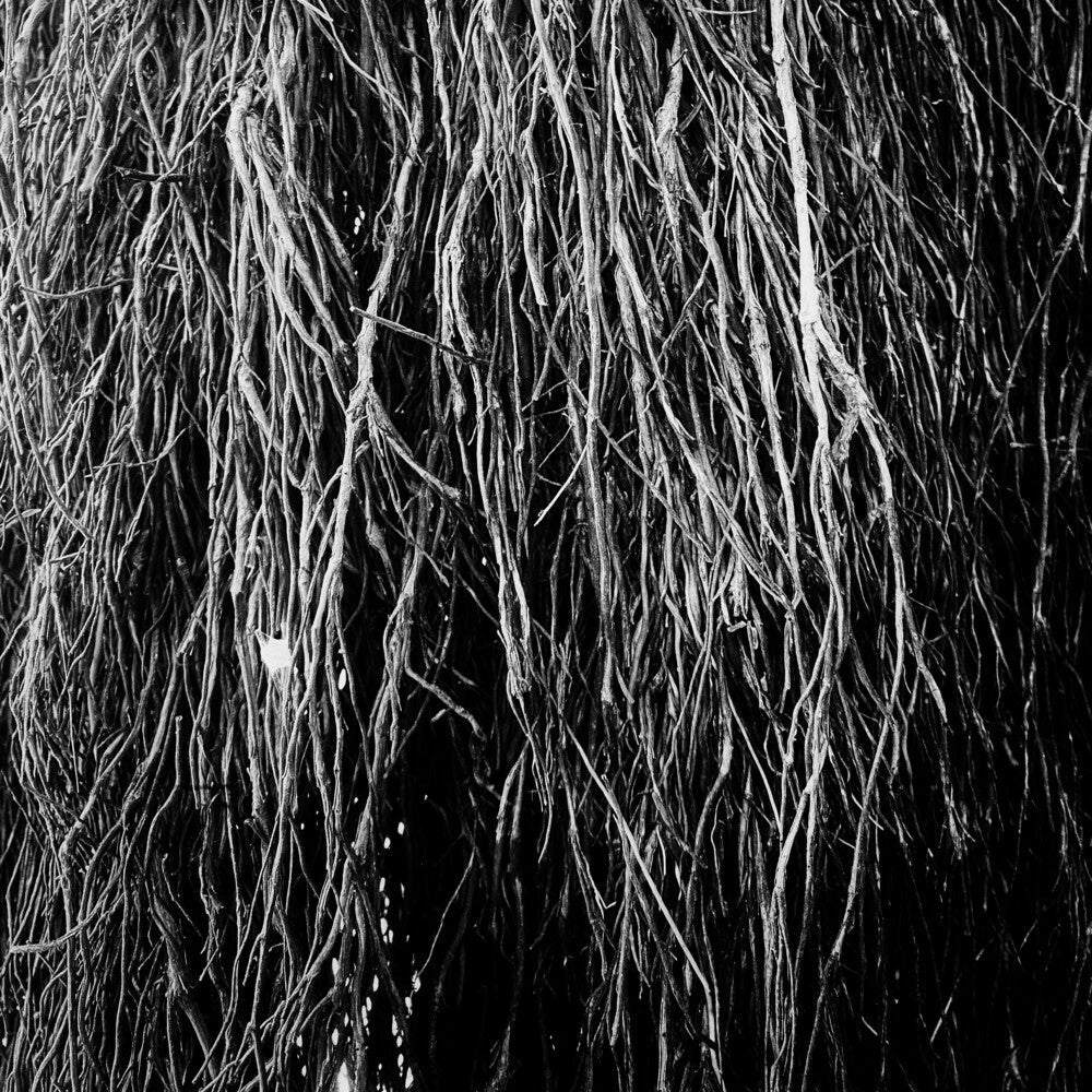 Eraldo Bernocchi  / Cavalera,Iggor / Merzbow - Nocturnal Rainforest [ VINYL LP ]