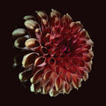 Jessica Moss - Unfolding [ VINYL LP ]
